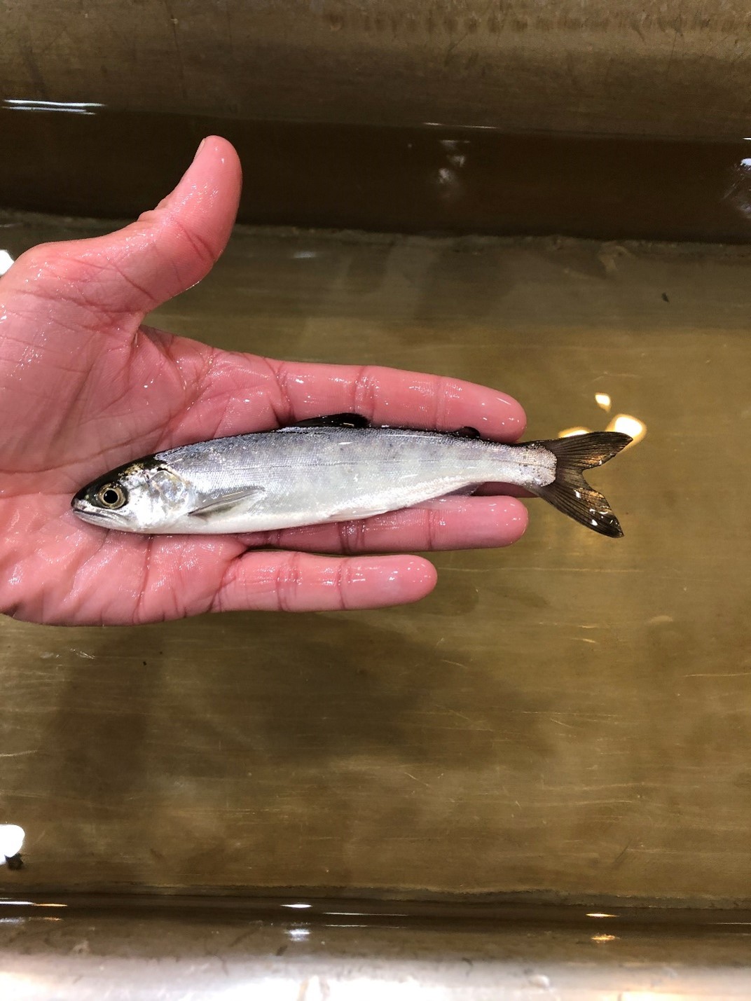 Juvenile Salmonid Monitoring And Transport.