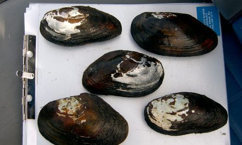 Freshwater mussels collected along the Hanford Reach of the Columbia River.